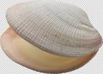 贝壳