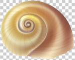 贝壳