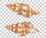 贝壳