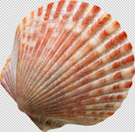 贝壳
