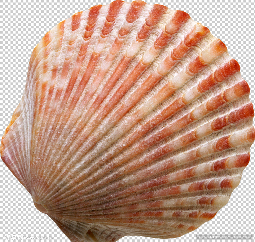 贝壳