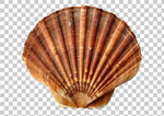 贝壳