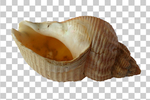 贝壳