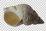 贝壳