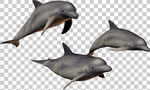 海豚