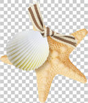 海星