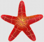 海星
