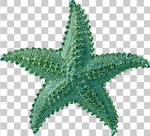 海星