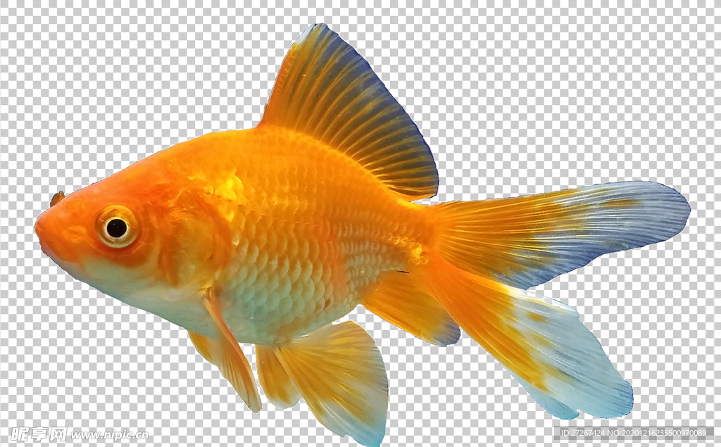 金鱼