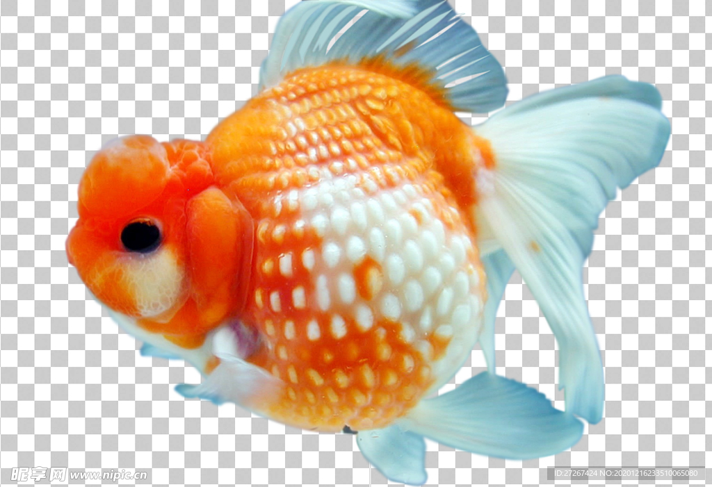 金鱼