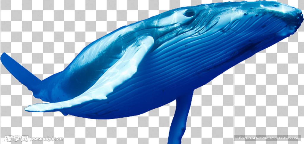 鲸鱼