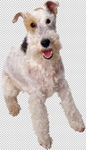 狗