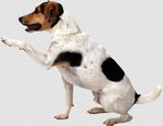 狗