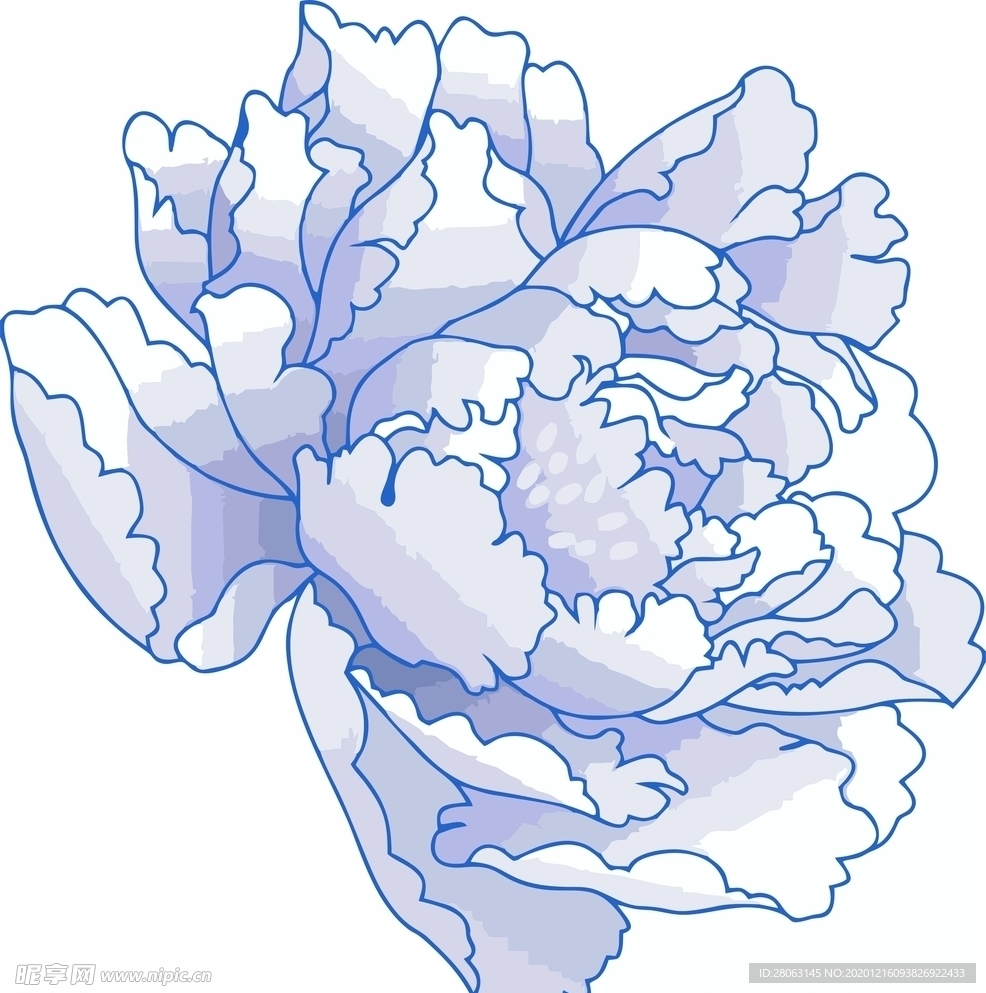 牡丹花