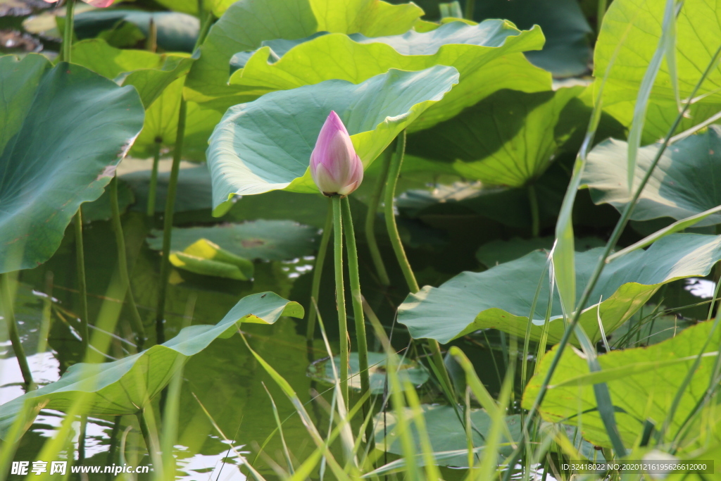 夏日荷花