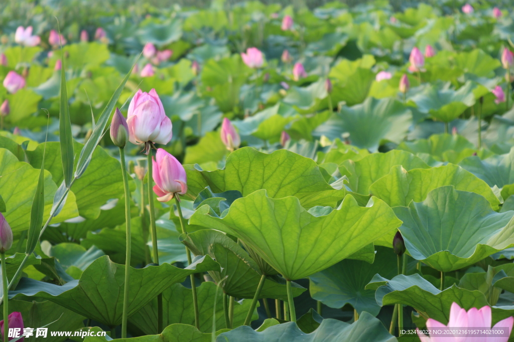 夏日荷花