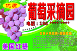葡萄采摘园