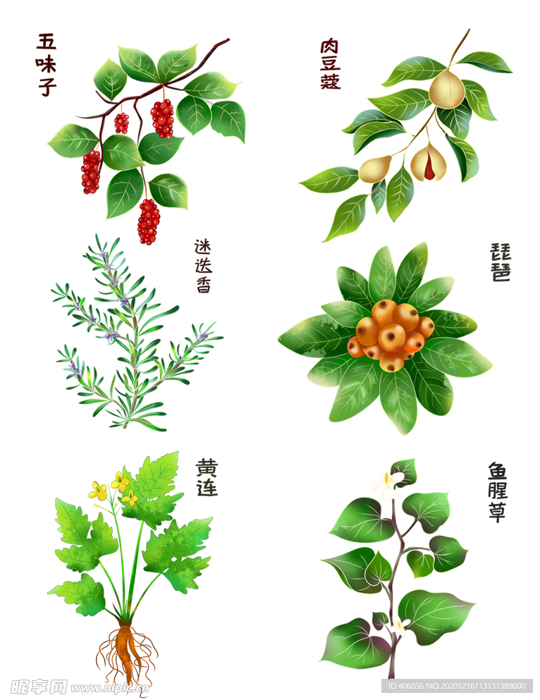 中药植物