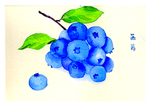 蓝莓  手绘