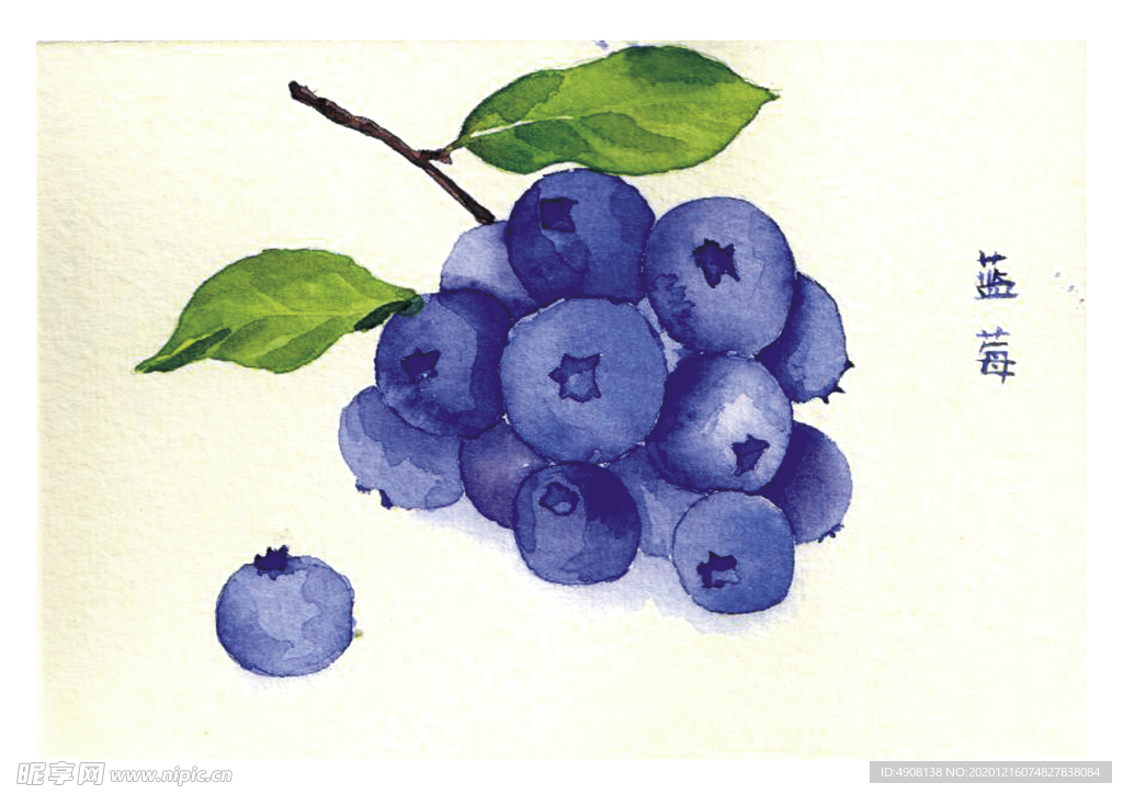 蓝莓  手绘