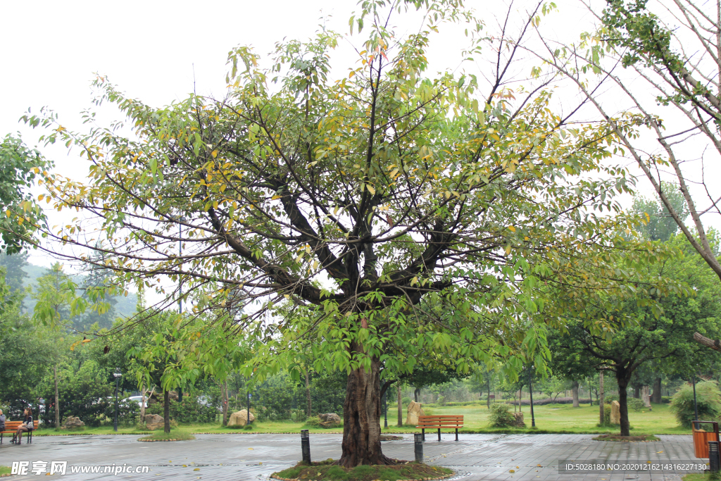 黄桷树