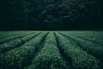 茶林