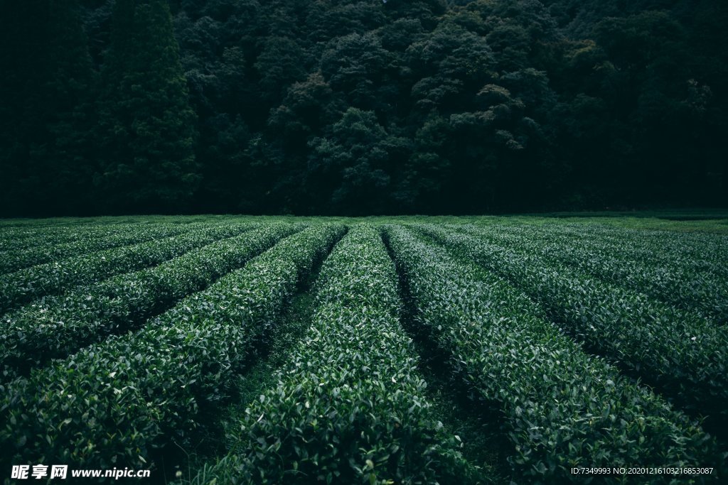 茶林