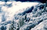 冬雪风景油画