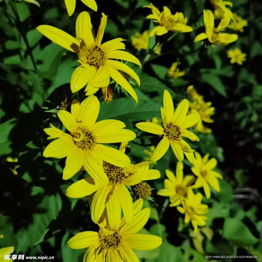 黄花 花朵 鲜花