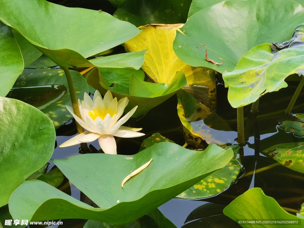 荷叶 荷花 池塘