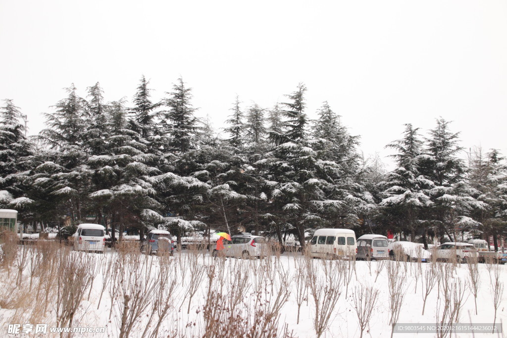 冰雪森林