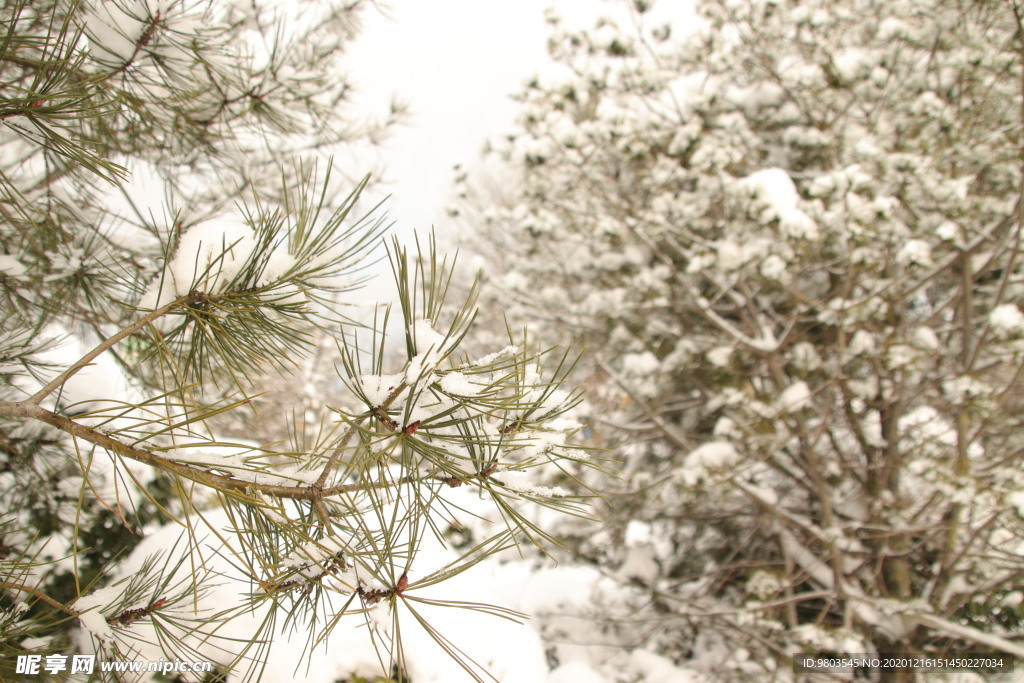 雪松