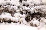 冰雪覆盖植物图片