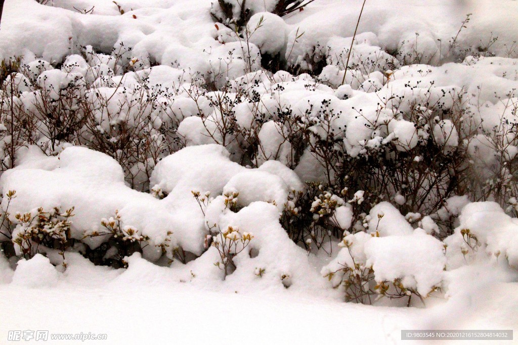 冰雪覆盖植物图片