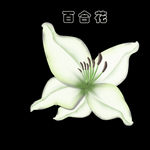 百合花