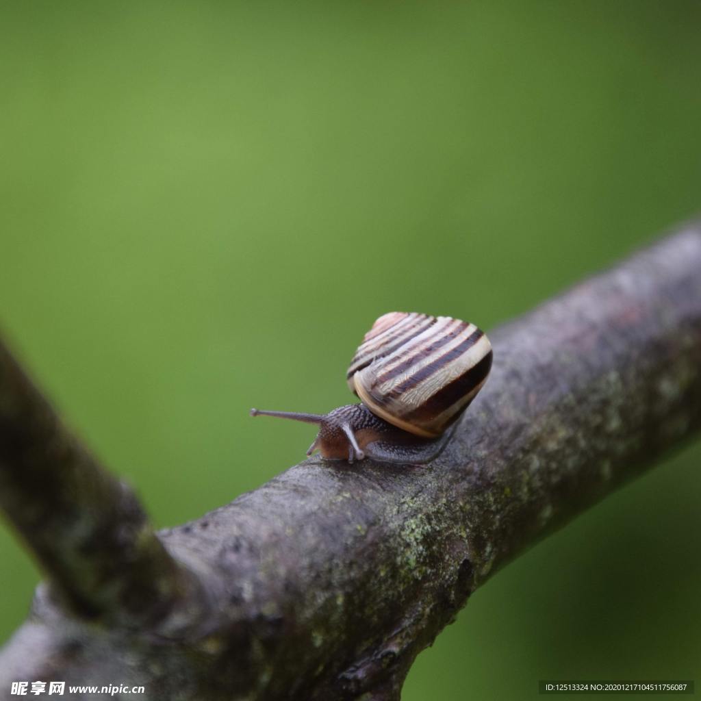 蜗牛