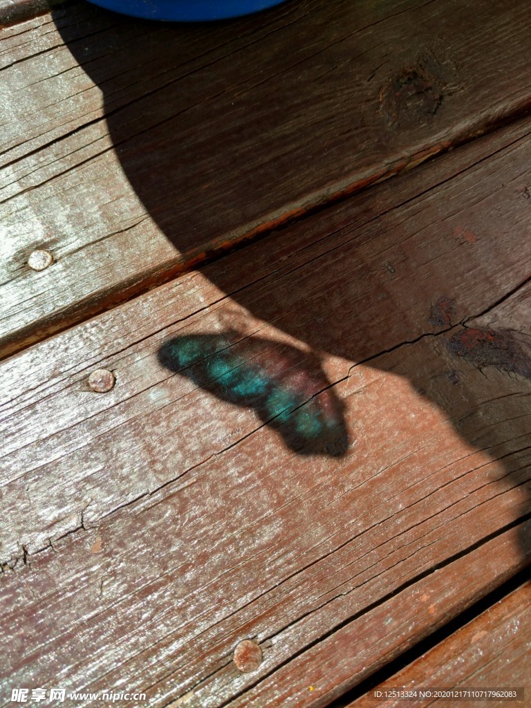 蝴蝶
