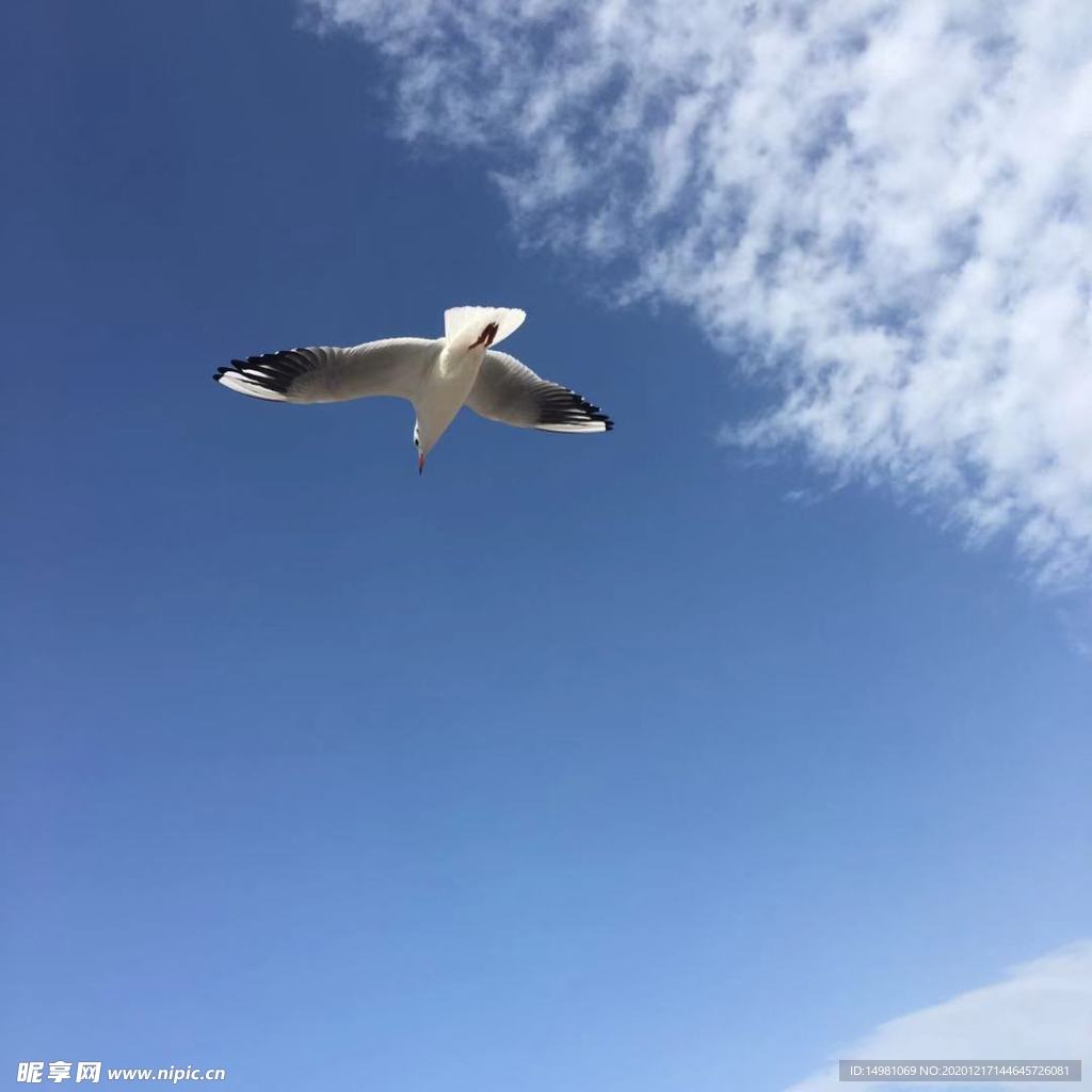 海鸥