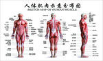 人体肌肉示意分析图
