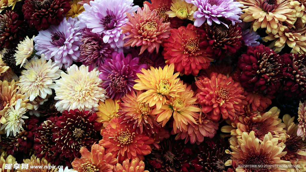 菊花