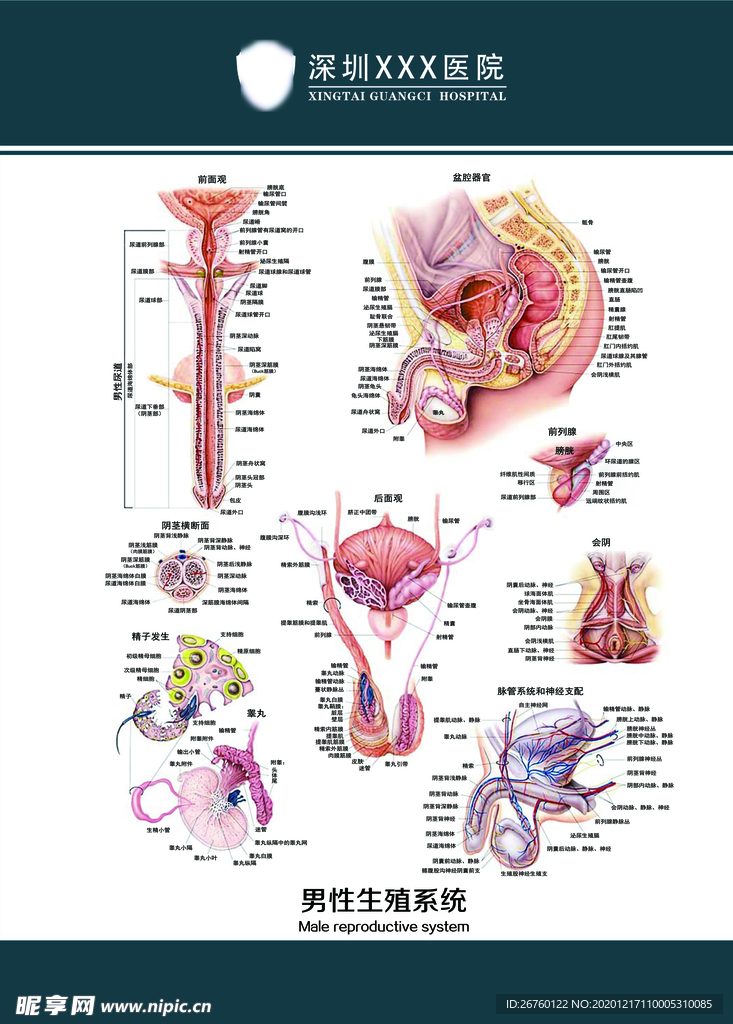 男性生殖系统挂图
