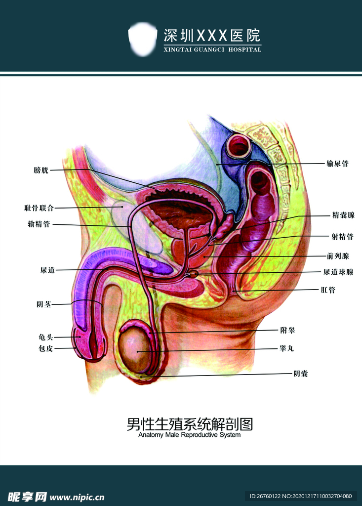 男性生殖系统解剖