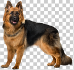 大狼狗