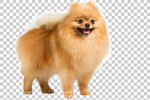 狗