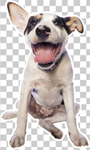 狗