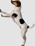 狗