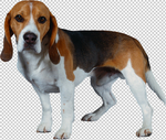 狗