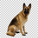 狼狗
