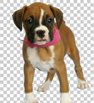 狗