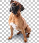 狗